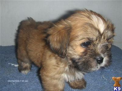 Lhasa Apso Puppies for Sale